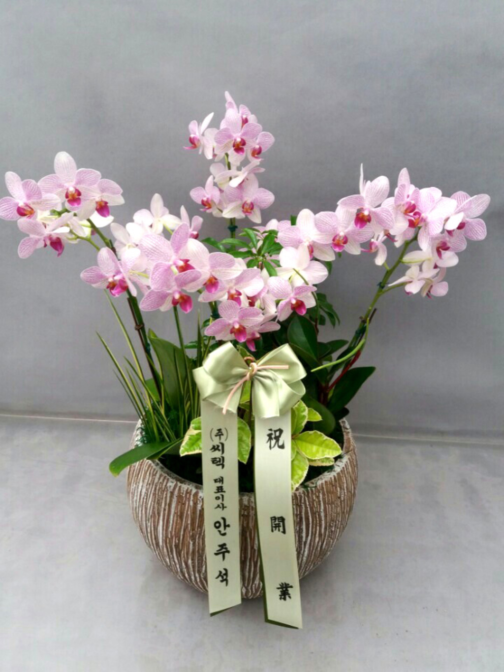 호접란