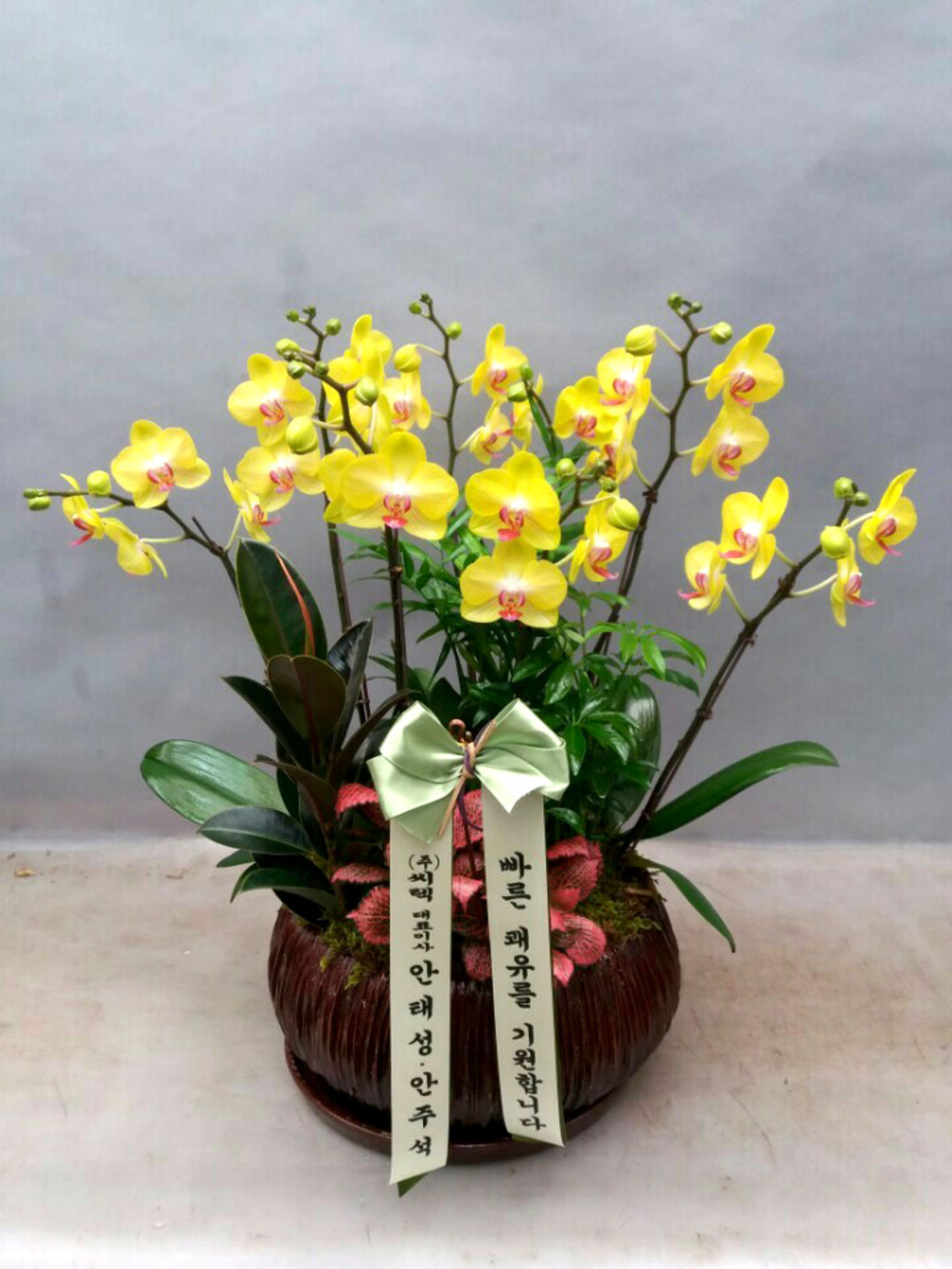노란호접