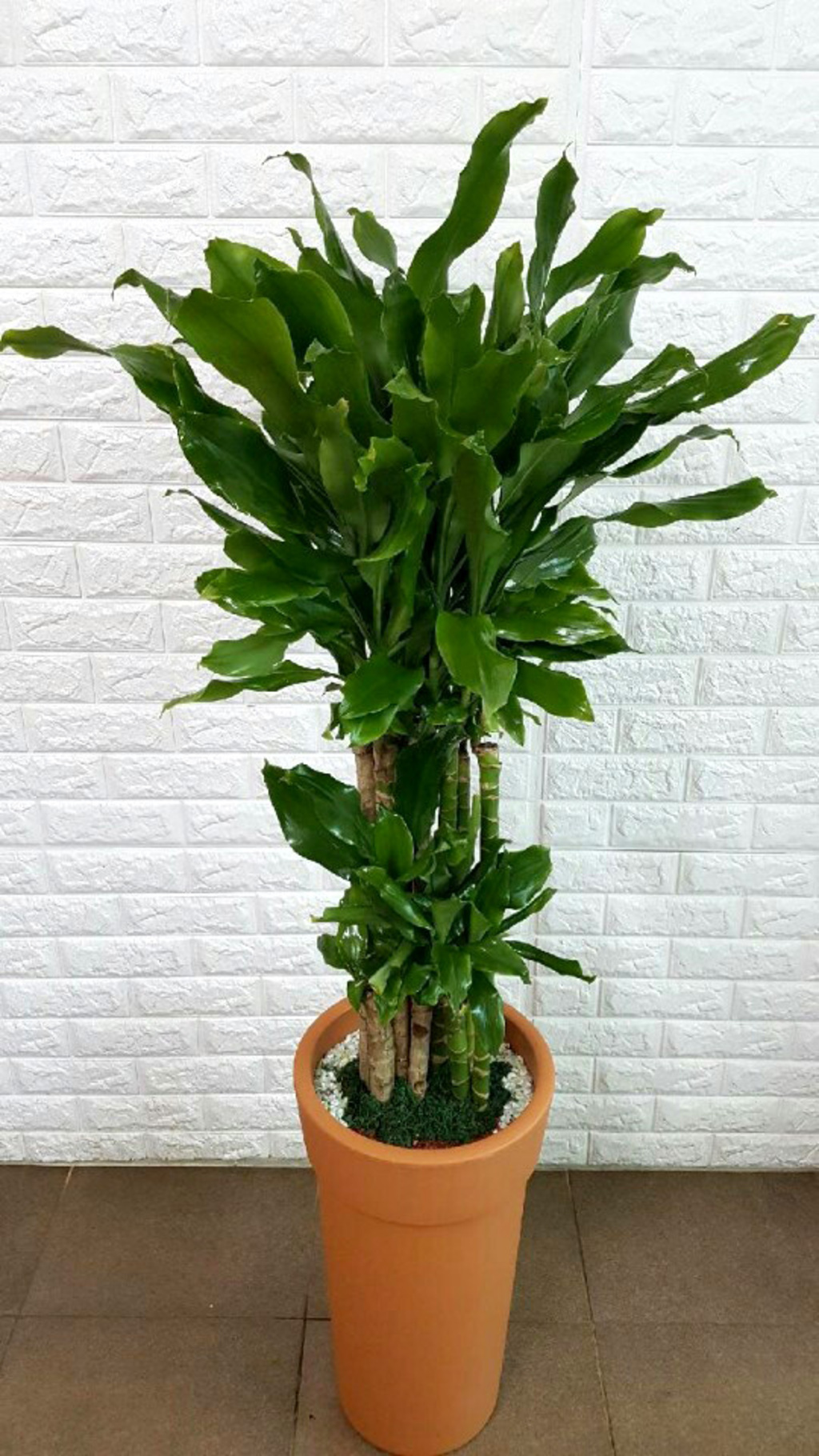 황금죽