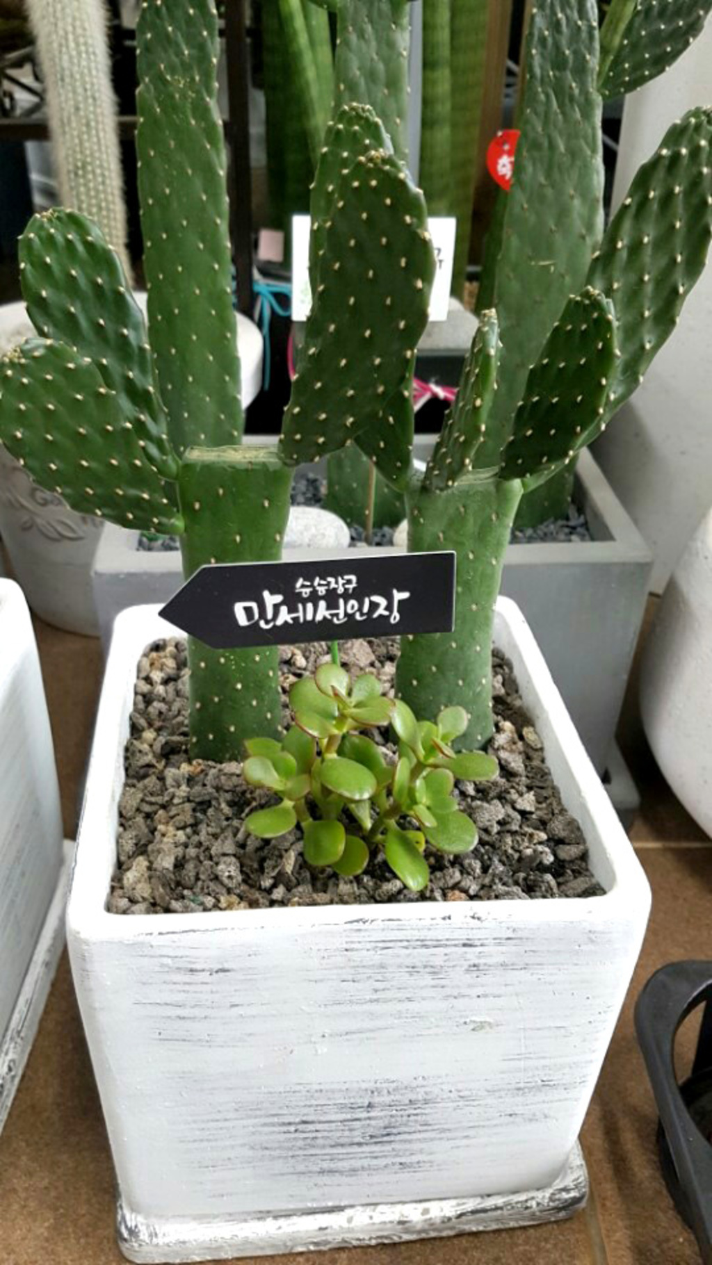 만세선인장