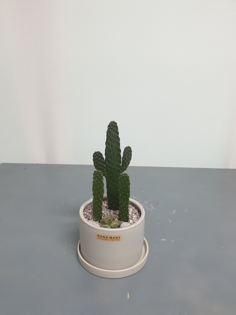 선인장