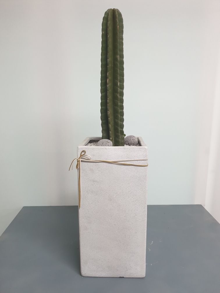 선인장