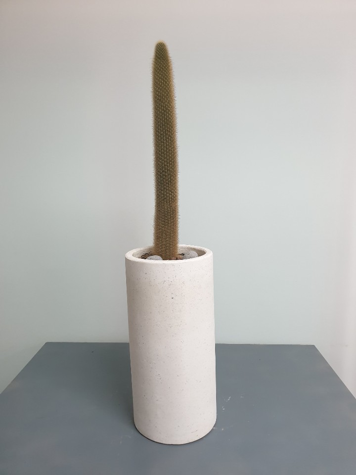 선인장