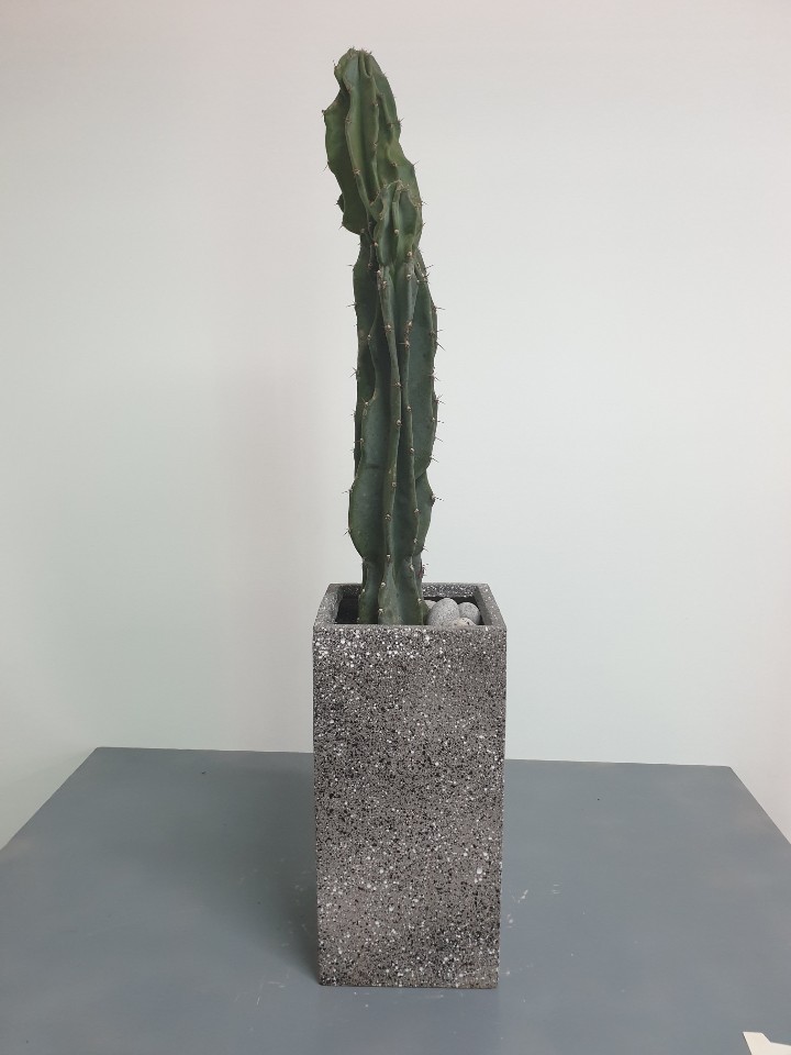 선인장