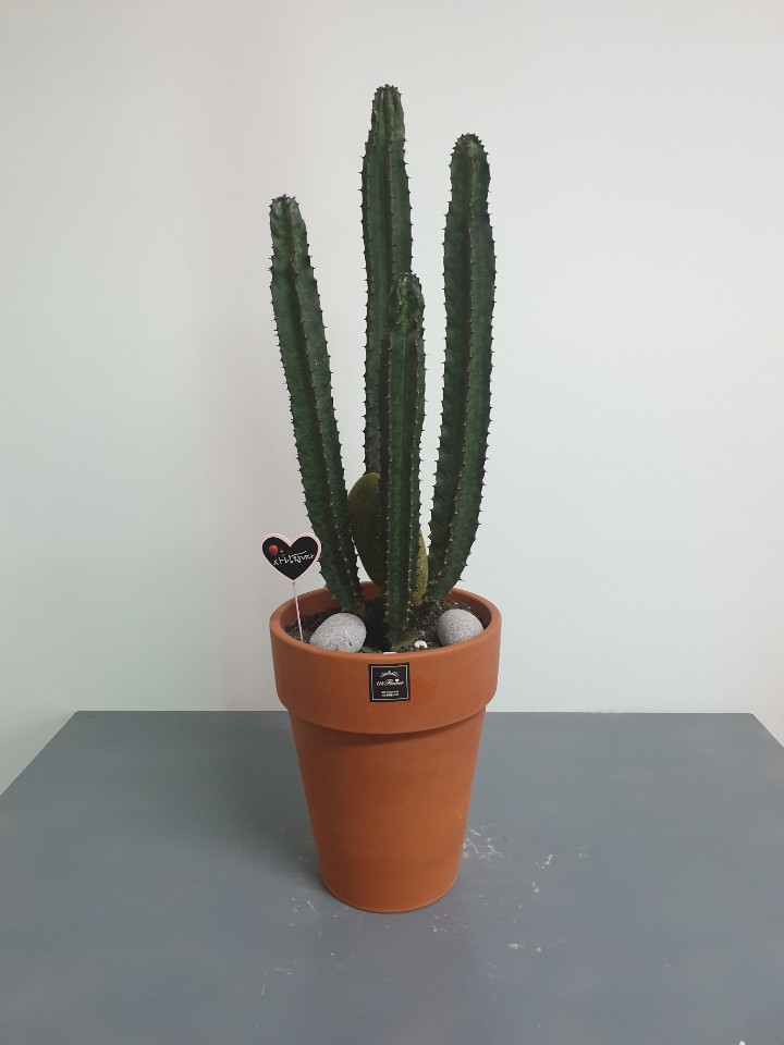 선인장