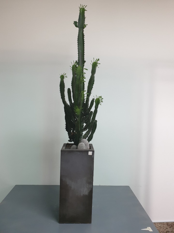 선인장