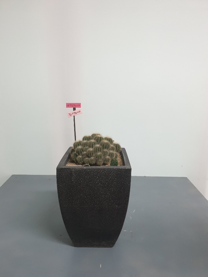 선인장
