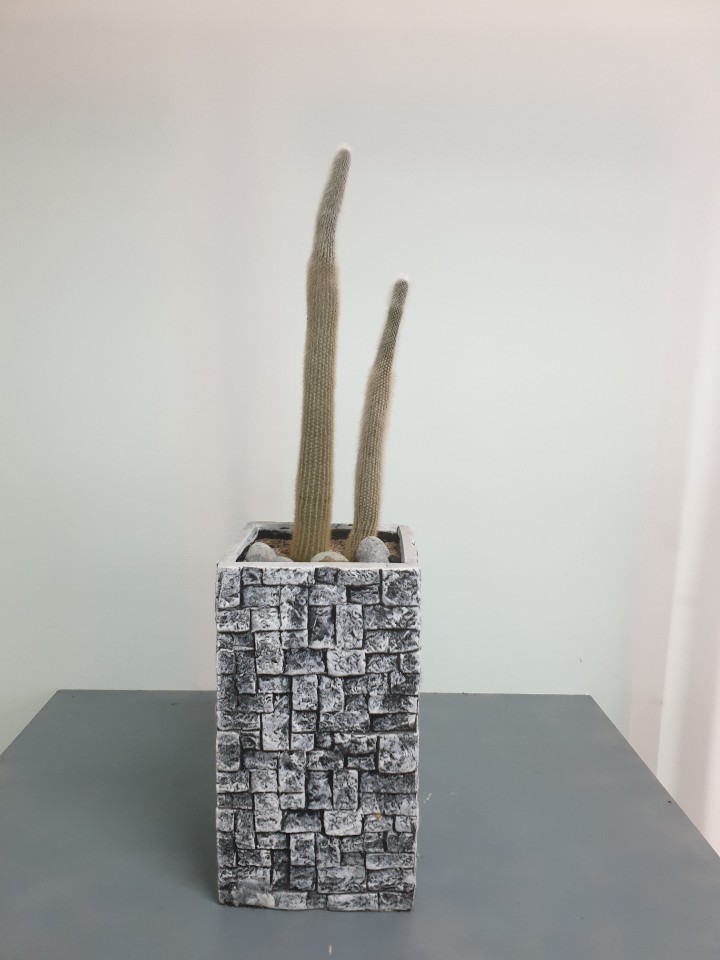 선인장
