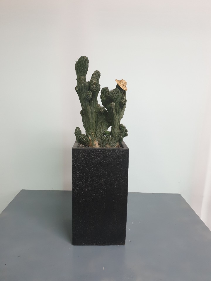 선인장