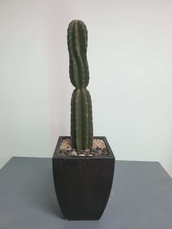 선인장