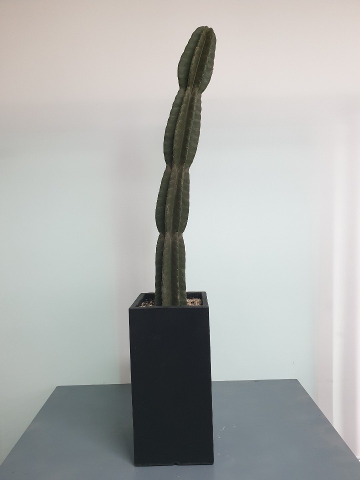 선인장